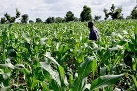 Read more about the article Let’s Talk Nutrition: Youth Involvement in Agriculture